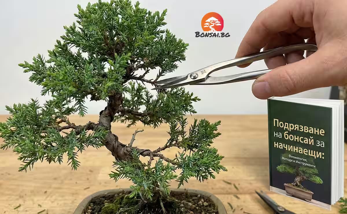 Подрязване на бонсай за начинаещи: Физиология, Методи и Инструменти